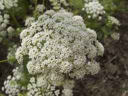 PI_295854_86ncei01_SD_PL_UM_2013-07-03_03.jpg