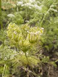 PI_295854_86ncei01_SD_PL_UM_2013-07-03_05.jpg