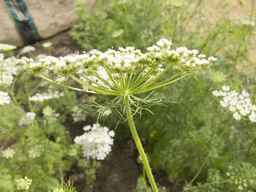 PI_295854_86ncei01_SD_PL_UM_2013-07-03_06.jpg