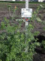PI_295854_86ncei01_SD_PL_XX_2010-07-13_03.jpg