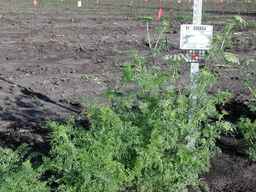 PI_295854_86ncei01_SD_PL_XX_2010-07-13_06.jpg