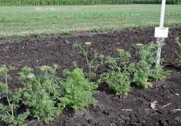PI_295854_86ncei01_SD_PL_XX_2010-07-13_08.jpg