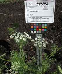 PI_295854_86ncei01_SD_PL_XX_2010-07-13_12.jpg