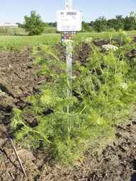 PI_295854_86ncei01_SD_PL_XX_2013-06-18_03.jpg