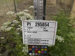 PI_295854_86ncei01_SD_PL_XX_2013-07-03_01.jpg
