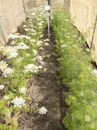 PI_295854_86ncei01_SD_PL_XX_2013-07-03_02.jpg
