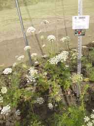 PI_295854_86ncei01_SD_PL_XX_2013-07-03_03.jpg