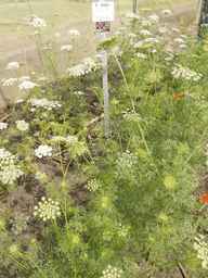 PI_295854_86ncei01_SD_PL_XX_2013-07-03_04.jpg