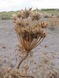 PI_295854_86ncei01_SD_SD_XX_2010-09-15_01.jpg