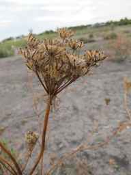 PI_295854_86ncei01_SD_SD_XX_2010-09-15_02.jpg