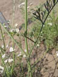 PI_295857_03ncai01_SD_PL_LV_2011-07-27_01.jpg