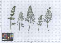 PI_295857_03ncai01_SD_PL_LV_2013-06-17_01.jpg