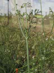 PI_295857_03ncai01_SD_PL_LV_2013-07-29_01.jpg