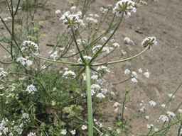 PI_295857_03ncai01_SD_PL_UM_2011-07-27_04.jpg