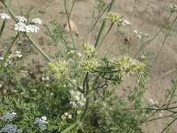 PI_295857_03ncai01_SD_PL_UM_2011-07-27_05.jpg