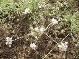 PI_295857_03ncai01_SD_PL_UM_2013-06-28_03.jpg