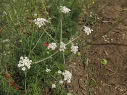 PI_295857_03ncai01_SD_PL_UM_2013-07-29_01.jpg