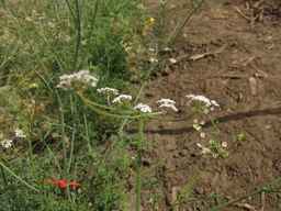 PI_295857_03ncai01_SD_PL_UM_2013-07-29_02.jpg