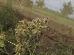 PI_295857_03ncai01_SD_PL_UM_2013-07-29_03.jpg