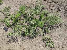 PI_295857_03ncai01_SD_PL_XX_2011-06-29_02.jpg