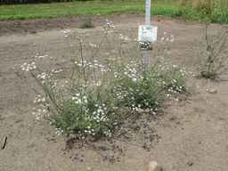 PI_295857_03ncai01_SD_PL_XX_2011-07-27_01.jpg