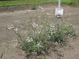 PI_295857_03ncai01_SD_PL_XX_2011-07-27_02.jpg