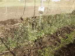 PI_295857_03ncai01_SD_PL_XX_2013-06-28_01.jpg