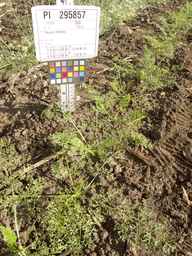 PI_295857_03ncai01_SD_PL_XX_2013-06-28_03.jpg
