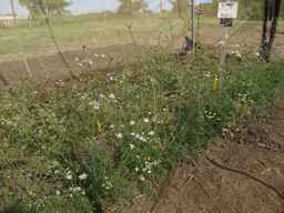 PI_295857_03ncai01_SD_PL_XX_2013-07-29_02.jpg