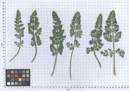 PI_295862_86ncai01_SD_PL_LV_2013-05-29_01.jpg