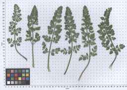 PI_295862_86ncai01_SD_PL_LV_2013-05-29_02.jpg