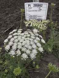 PI_295862_86ncai01_SD_PL_UM_2013-06-27_01.jpg