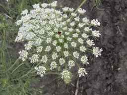 PI_295862_86ncai01_SD_PL_UM_2013-06-27_04.jpg
