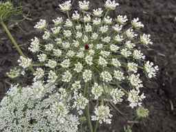 PI_295862_86ncai01_SD_PL_UM_2013-06-27_05.jpg