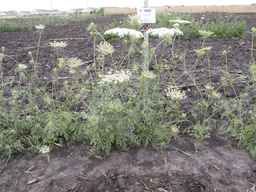 PI_295862_86ncai01_SD_PL_XX_2013-06-27_01.jpg