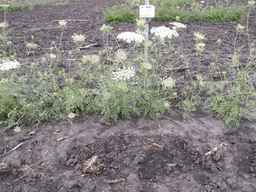 PI_295862_86ncai01_SD_PL_XX_2013-06-27_02.jpg