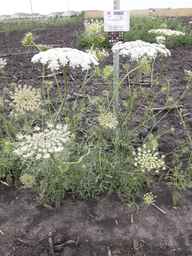 PI_295862_86ncai01_SD_PL_XX_2013-06-27_03.jpg