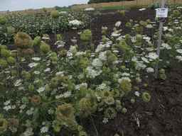 PI_295862_86ncai01_SD_PL_XX_2013-07-31_01.jpg
