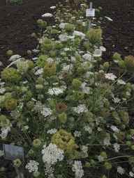 PI_295862_86ncai01_SD_PL_XX_2013-07-31_02.jpg