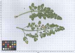 PI_295863_00ncai01_SD_PL_LV_2013-06-17_01.jpg