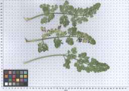 PI_295863_00ncai01_SD_PL_LV_2013-06-17_02.jpg