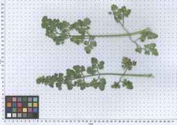 PI_295863_00ncai01_SD_PL_LV_2013-06-17_03.jpg