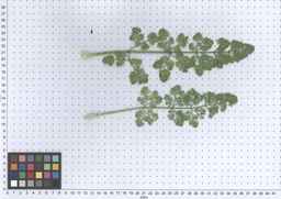 PI_295863_00ncai01_SD_PL_LV_2013-06-17_04.jpg