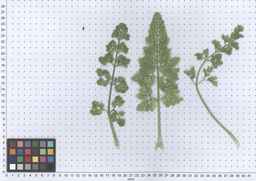 PI_295863_00ncai01_SD_PL_LV_2013-06-17_05.jpg