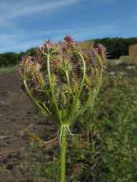 PI_295863_00ncai01_SD_PL_UM_2013-07-29_01.jpg