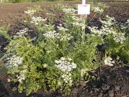 PI_295863_00ncai01_SD_PL_XX_2013-07-01_01.jpg