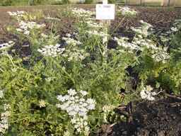 PI_295863_00ncai01_SD_PL_XX_2013-07-01_02.jpg