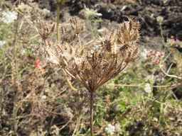 PI_295863_00ncai01_SD_SD_XX_2013-08-29_01.jpg
