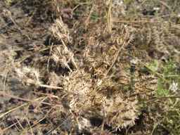 PI_295863_00ncai01_SD_SD_XX_2013-08-29_02.jpg