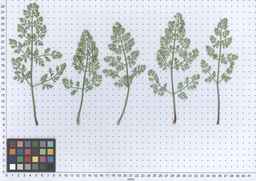 PI_341902_03ncai01_SD_PL_LV_2013-06-17_01.jpg